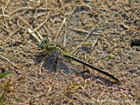 Westliche Keiljungfer
