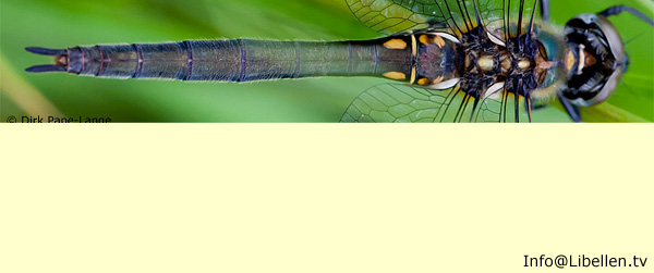 arktische smaragdlibelle