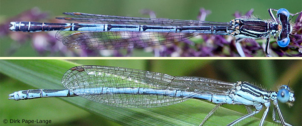 blaue federlibelle