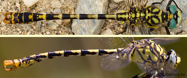 kleine zangenlibelle forcipatus