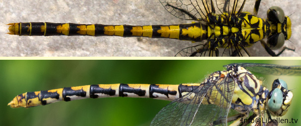 kleine zangenlibelle forcipatus