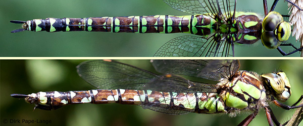 blaugruene mosaikjungfer