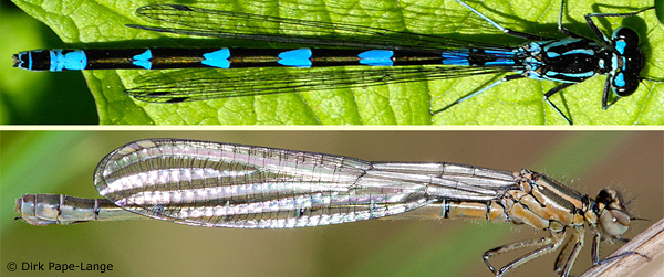 fledermaus azurjungfer