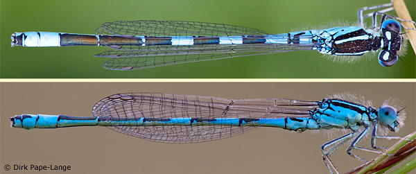 gabel azurjungfer
