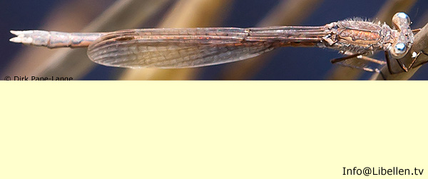 sibirische winterlibelle