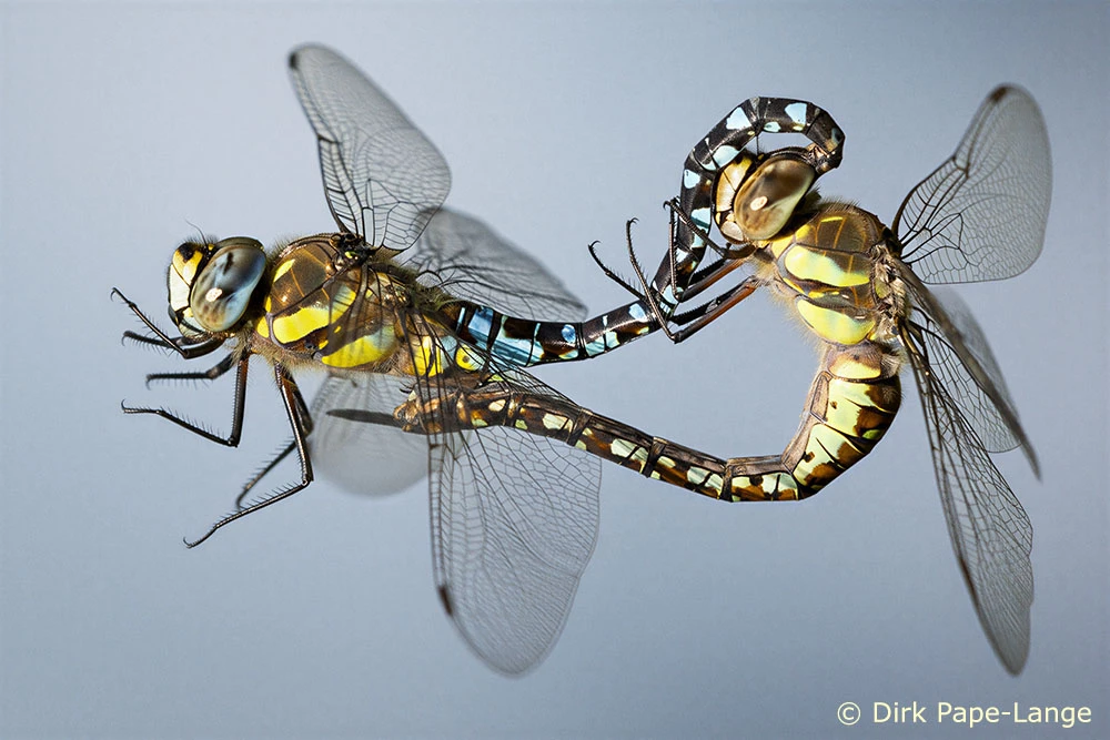 Herbst-Mosaikjungfer