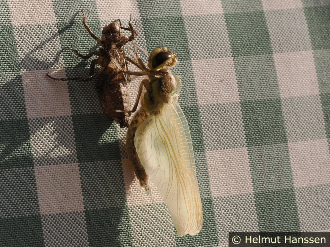 Vierfleck - Schlupf Schlupf einer Vierfleck-Libelle