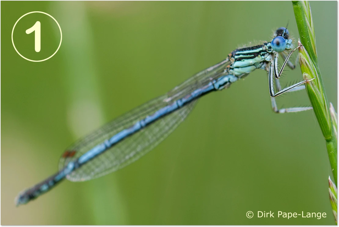 Blaue Federlibelle - gestackt Blaue Federlibelle - Männchen
