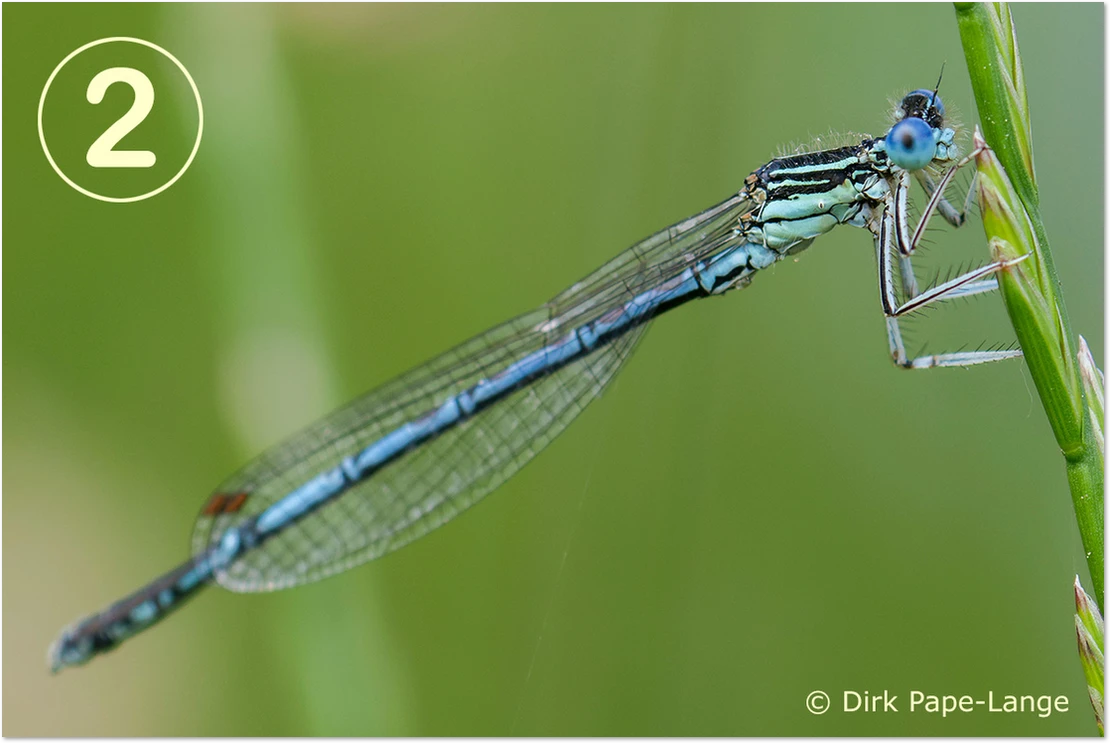 Blaue Federlibelle - gestackt Blaue Federlibelle - Männchen