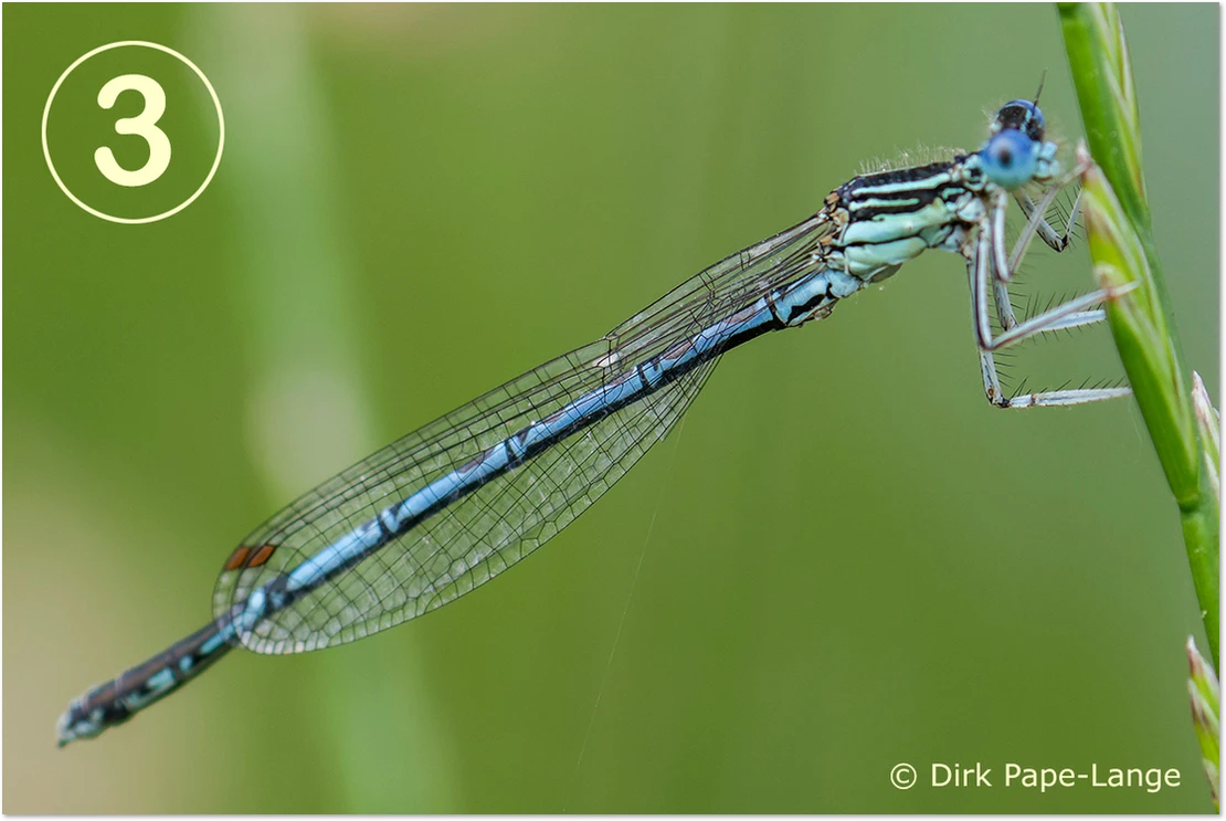 Blaue Federlibelle - gestackt Blaue Federlibelle - Männchen