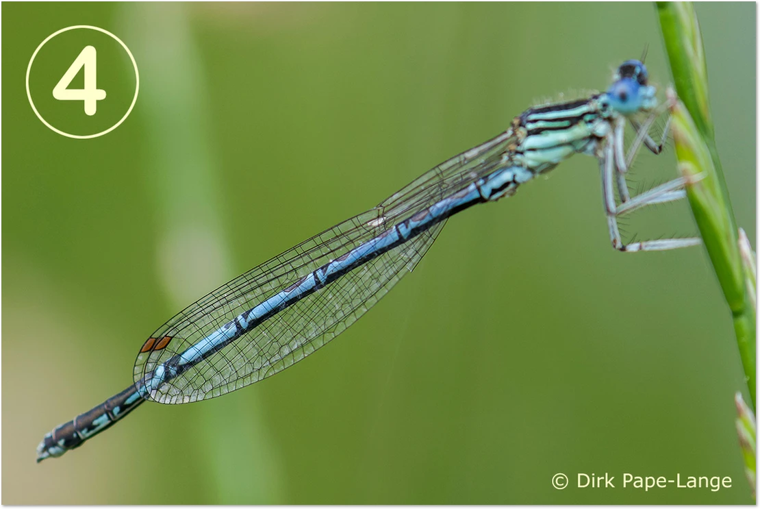 Blaue Federlibelle - gestackt Blaue Federlibelle - Männchen