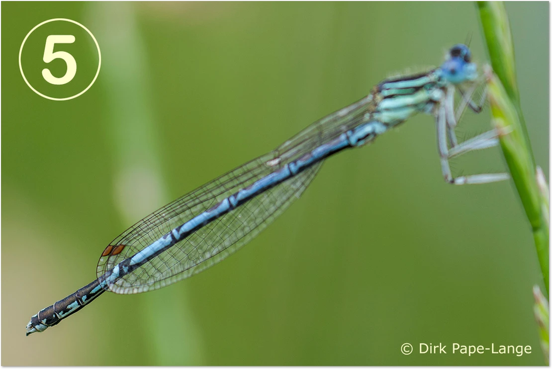 Blaue Federlibelle - gestackt Blaue Federlibelle - Männchen