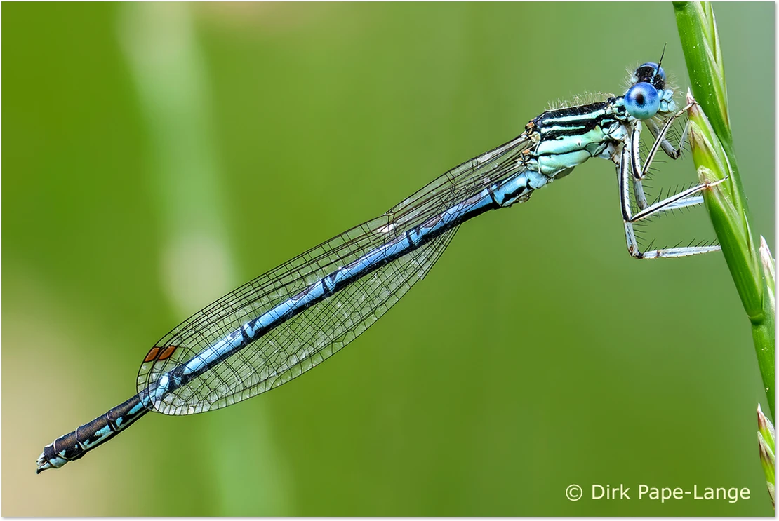 Blaue Federlibelle - gestackt Blaue Federlibelle - Männchen