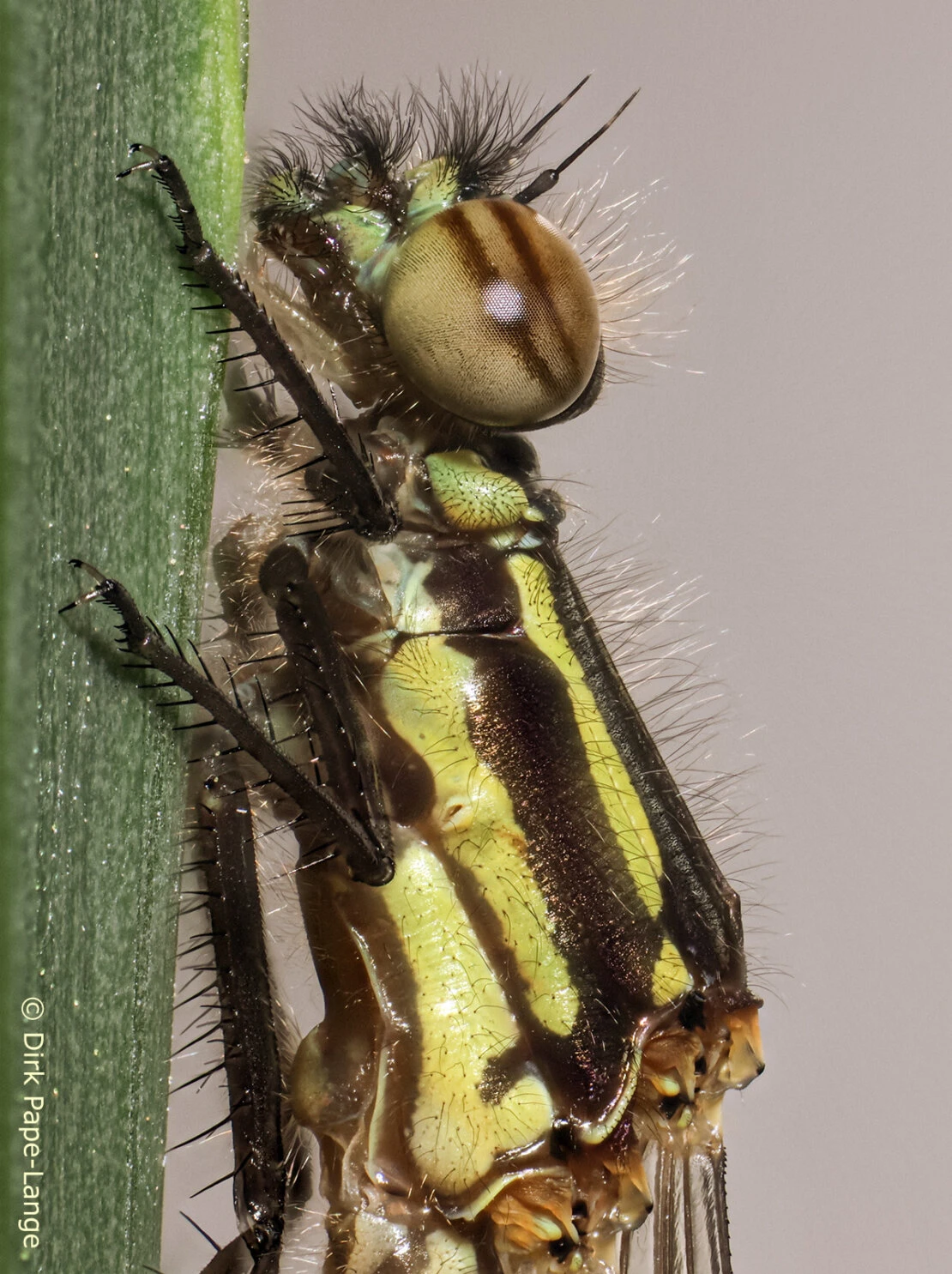Frühe Adonislibelle Schlupf der Frühen Adonislibelle