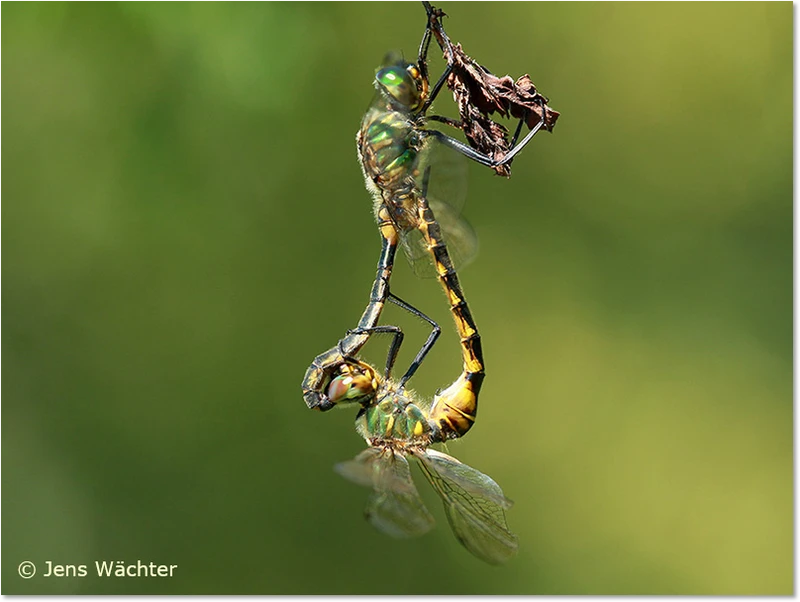 Somatochlora flavomaculata bei der Paarung Paarung