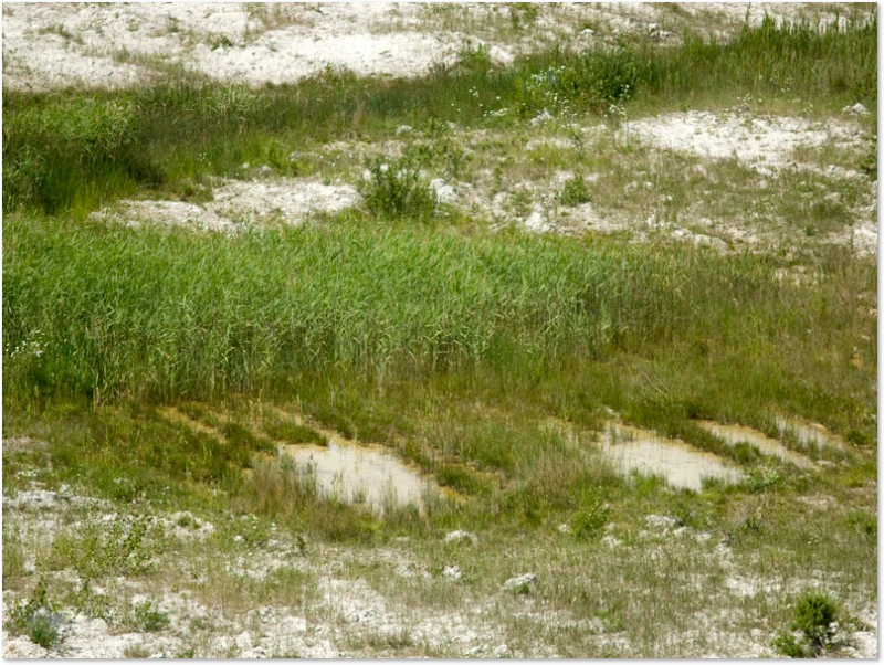 Libellen-Habitat Quell-Gewässer