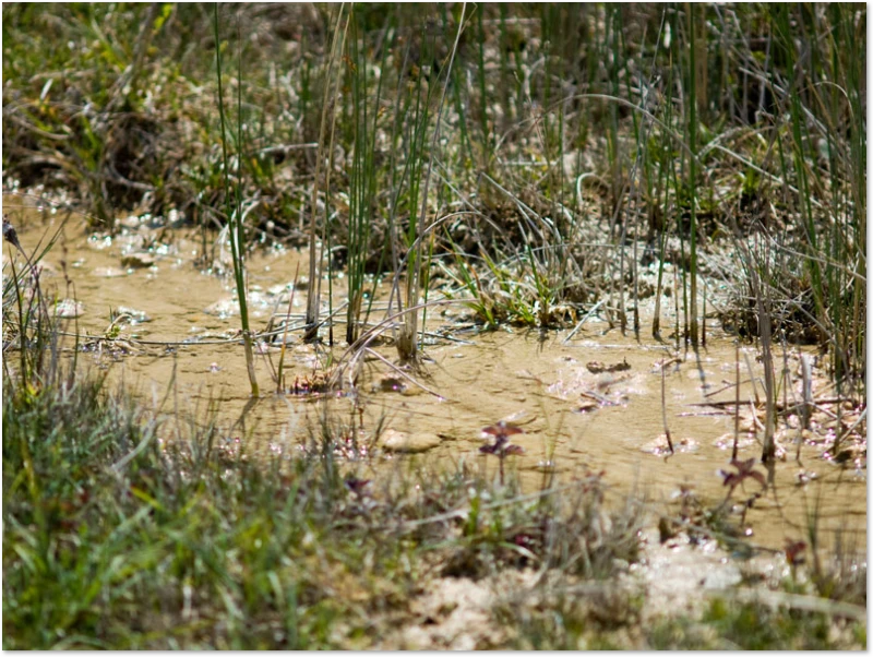 Libellen-Habitat Quell-Gewässer
