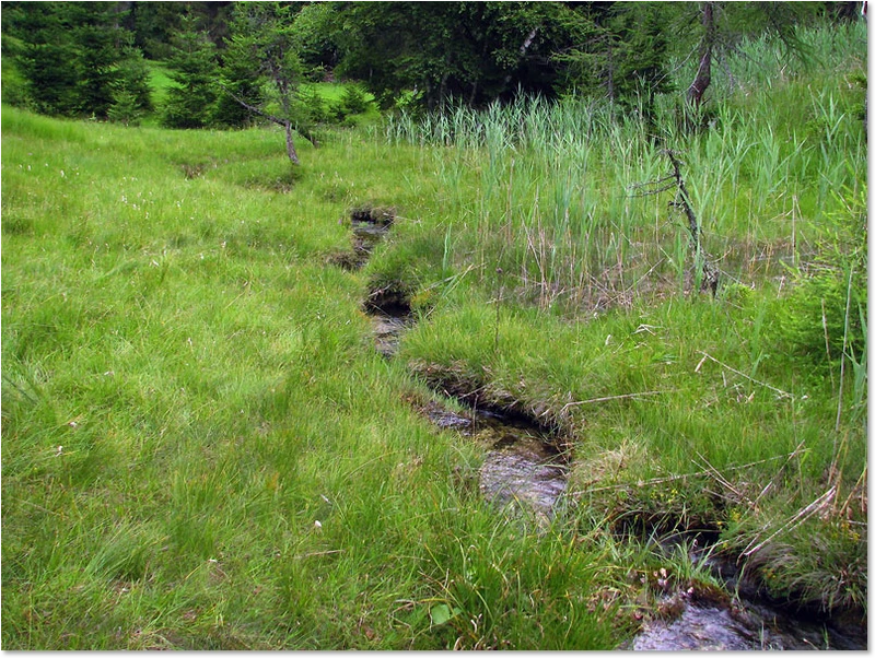 Habitat der Großen Quelljungfer