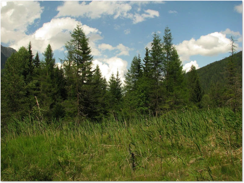 Libellen-Habitat Quell-Gewässer