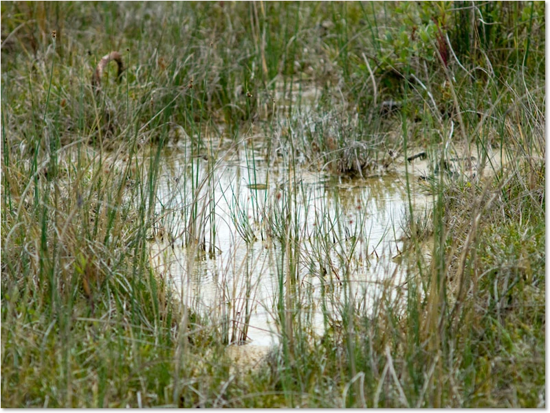 Arktischen Smaragdlibelle - Habitat Somatochlora arctica