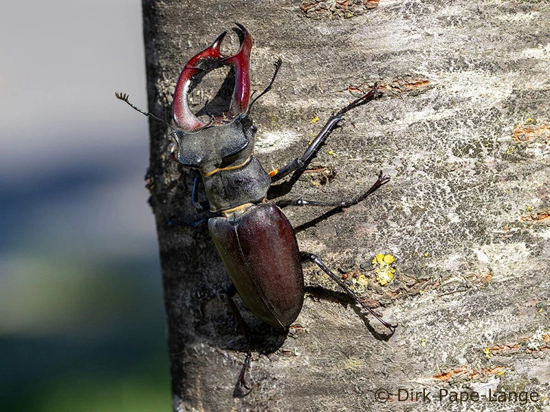 Hirschkäfer Lucanus cervus