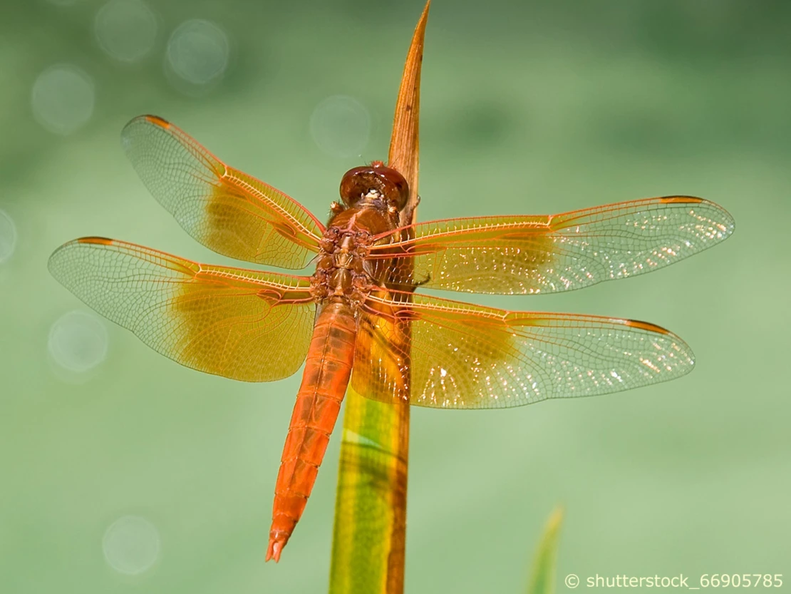 Libellula saturata