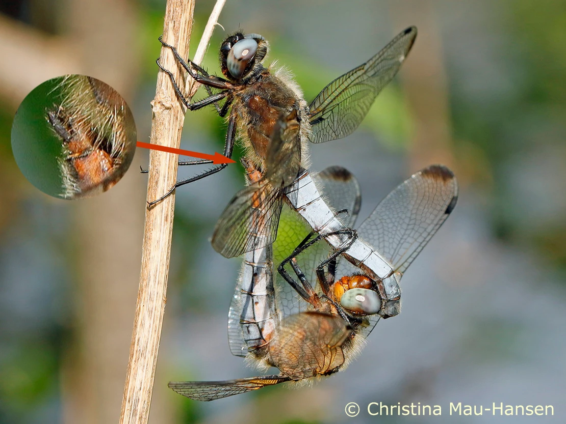 Adrochromes Spitzenfleckweibchen Adrochromes Weibchen