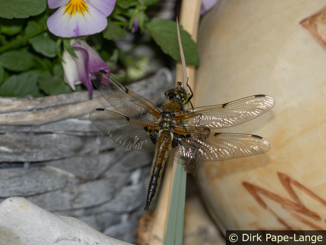 Vierfleck bei mir im Garten Vierfleck-Libelle