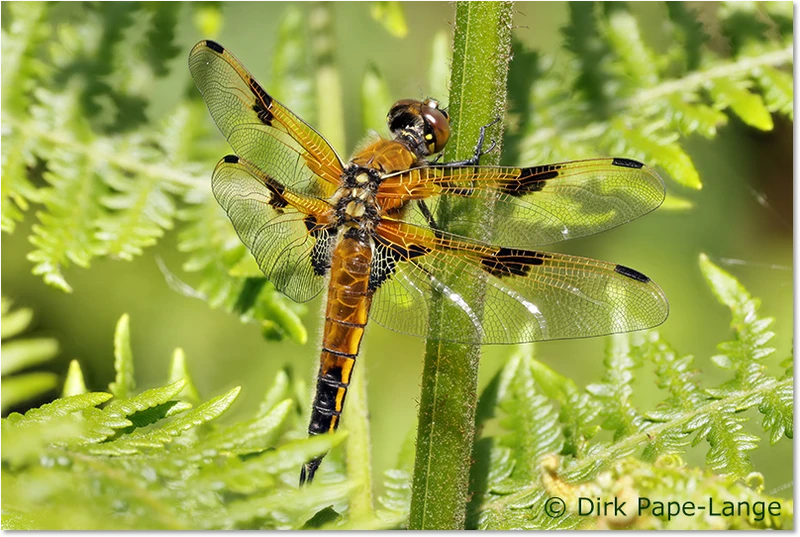 Vierfleck (Libellula quadrimaculata) - Männchen Männchen