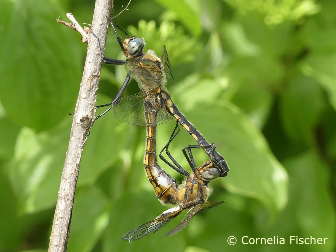 Epitheca bimaculata