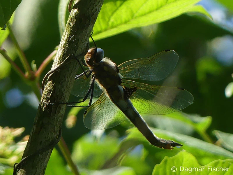 Epitheca bimaculata