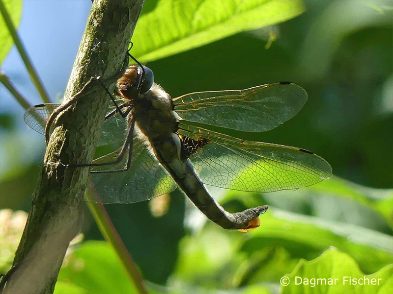 Epitheca bimaculata