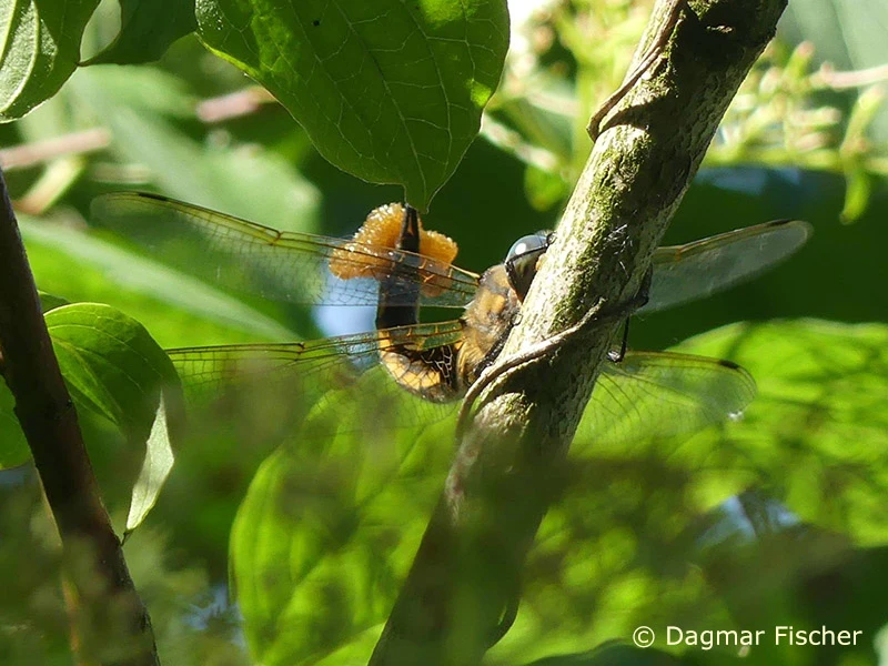 Epitheca bimaculata