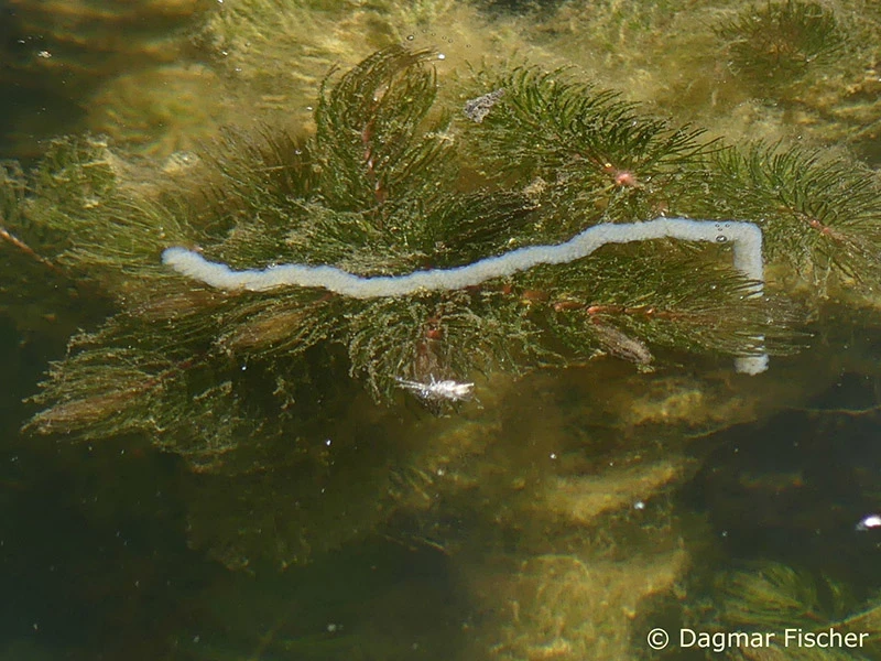 Epitheca bimaculata