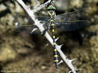 C. boltonii immaculifrons