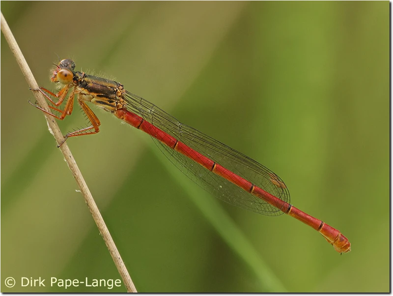 Weibchen der Scharlachlibelle - erythrogastrum Ceriagrion tenellum