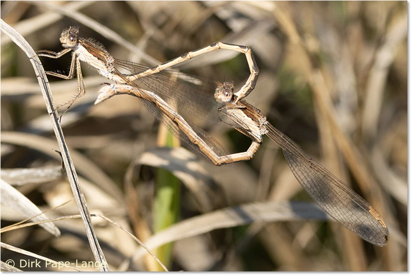 Paarungsrad der Gemeinen Winterlibelle Sympecma fusca - Paarungsrad