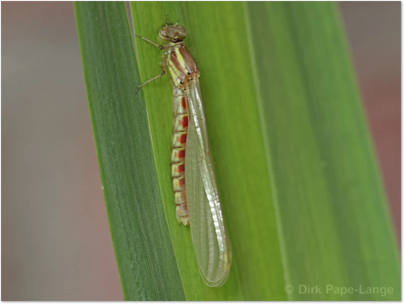 Frühe Adonislibelle