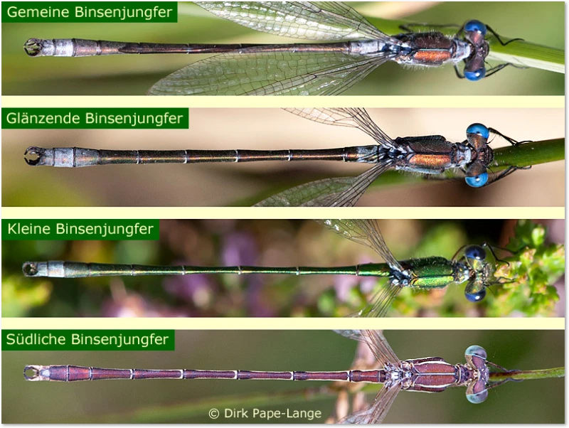 Alle Binsenjungfern