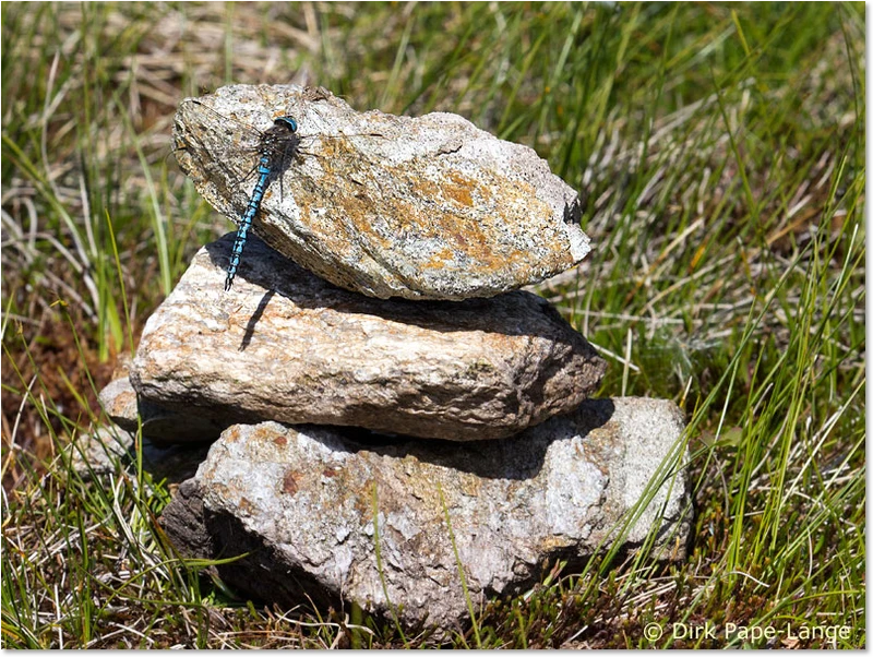 Aeshna caerulea