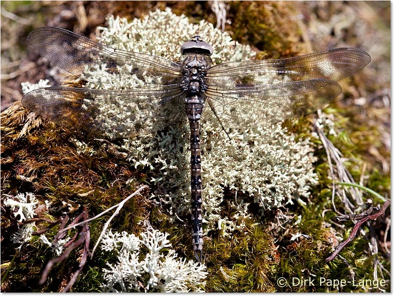 Aeshna caerulea