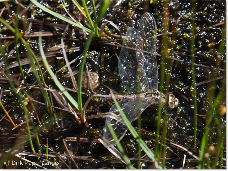 Aeshna caerulea