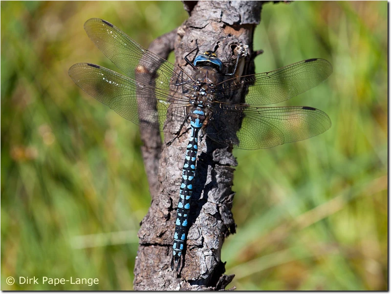 Aeshna caerulea