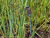 Aeshna caerulea