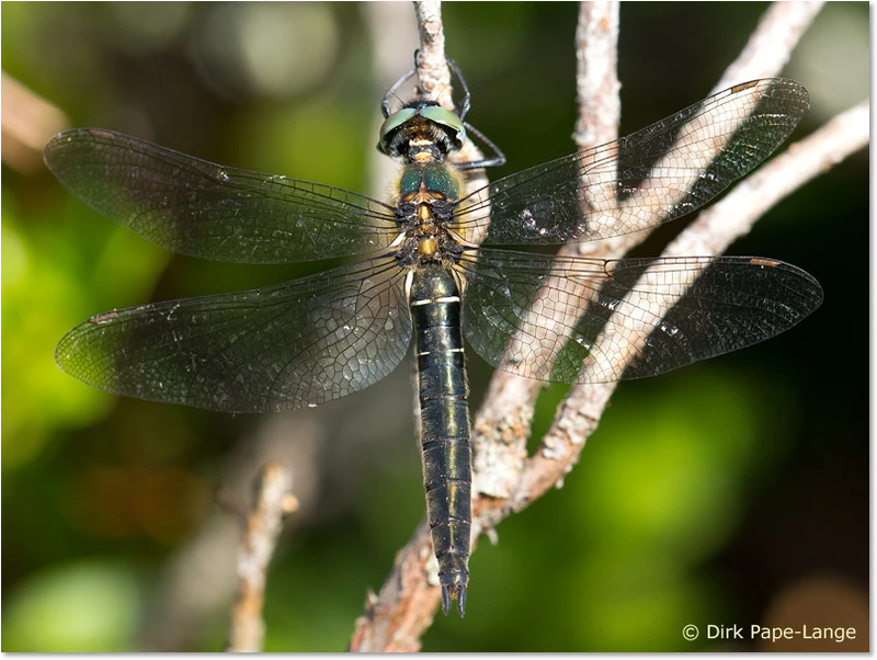 Somatochlora alpestris