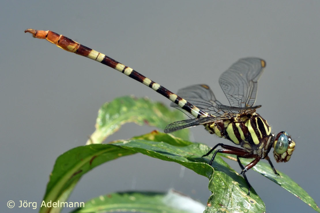 Aphylla theodorina