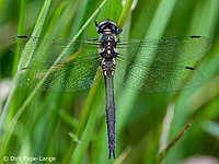 Somatochlora arctica