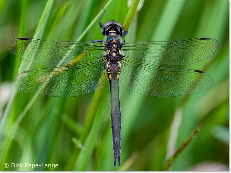 Arktische Smaragdlibelle - Weibchen Somatochlora arctica