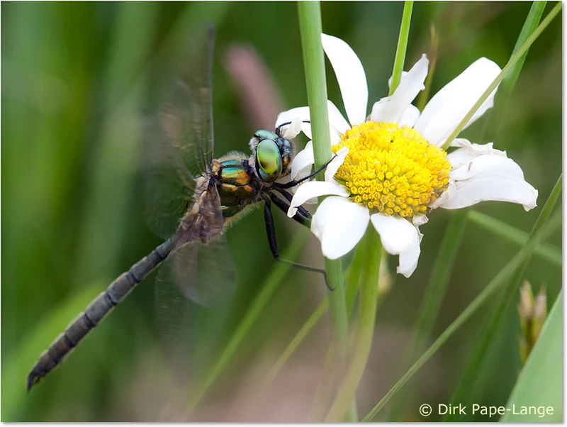 Arktische Smaragdlibelle Männchen nach der Paarung