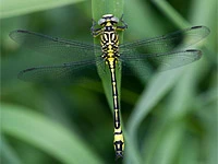 Stylurus flavipes